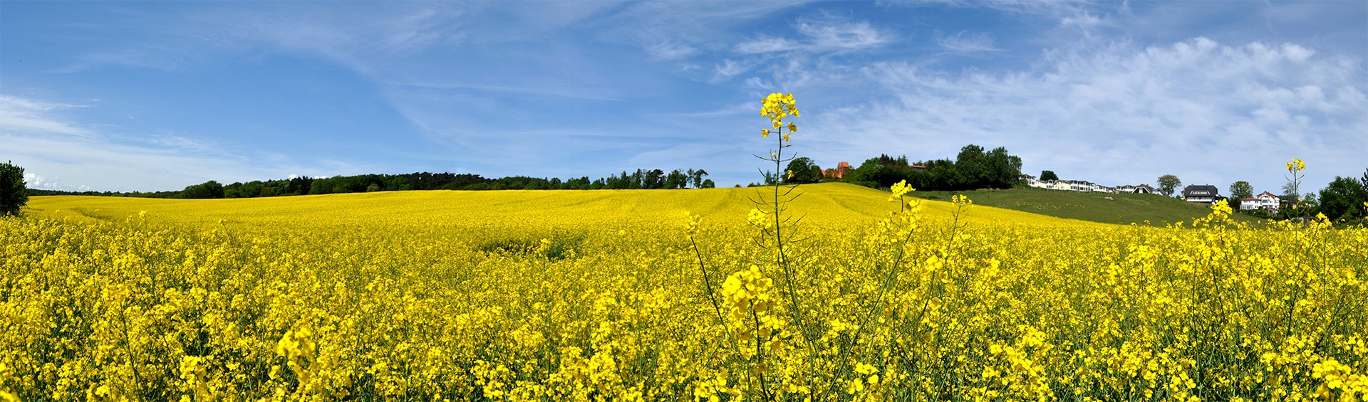 Rapsfeld auf Mönchgut bei Middelhagen auf Rügen